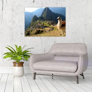 Kép - Láma és Machu Picchu (70x50 cm)