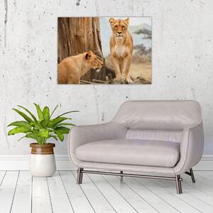 Kép - két oroszlán (70x50 cm)