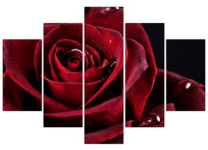 Kép - Vörös rózsa (150x105 cm)