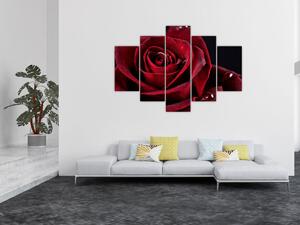 Kép - Vörös rózsa (150x105 cm)