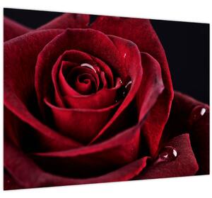 Kép - Vörös rózsa (70x50 cm)