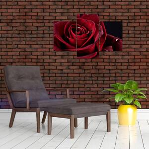 Kép - Vörös rózsa (90x60 cm)
