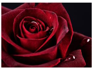 Kép - Vörös rózsa (70x50 cm)