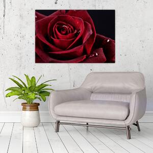 Kép - Vörös rózsa (90x60 cm)
