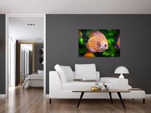 Egy hal képe (90x60 cm)