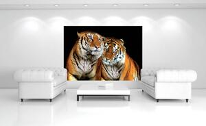 Fotótapéta - Tigrisek (152,5x104 cm)