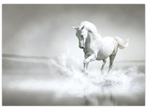 Kép - Fehér ló (70x50 cm)