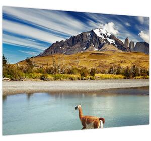 Kép - Torres del Paine Nemzeti Park (70x50 cm)