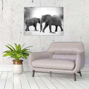 Kép - fekete fehér elefántok (70x50 cm)