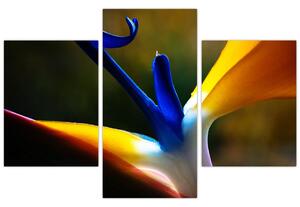 Kép - Egzotikus virág (90x60 cm)