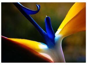 Kép - Egzotikus virág (70x50 cm)
