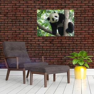 Kép - Panda a fán (70x50 cm)