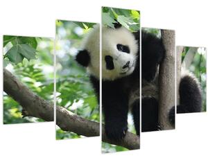 Kép - Panda a fán (150x105 cm)
