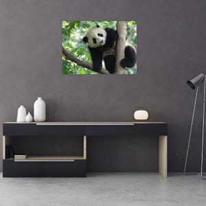 Kép - Panda a fán (70x50 cm)