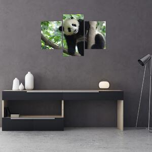 Kép - Panda a fán (90x60 cm)