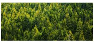Kép - sűrű erdő (120x50 cm)
