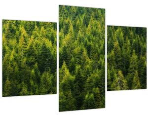Kép - sűrű erdő (90x60 cm)