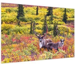Kép - Caribou, Alaszka (90x60 cm)