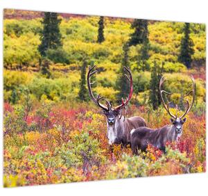 Kép - Caribou, Alaszka (70x50 cm)