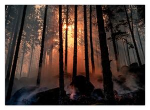 Sötét erdő képe (70x50 cm)