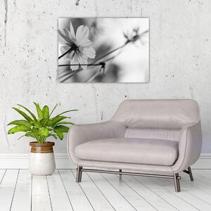 Kép - Fekete-fehér virágok (70x50 cm)