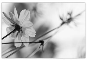 Kép - Fekete-fehér virágok (90x60 cm)