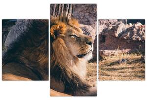 Egy fekvő oroszlán képe (90x60 cm)