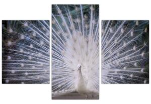 Kép - Fehér páva (90x60 cm)