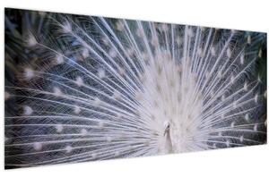 Kép - Fehér páva (120x50 cm)