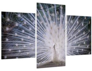 Kép - Fehér páva (90x60 cm)