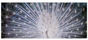 Kép - Fehér páva (120x50 cm)
