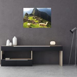 Kép - Lámák Machu Picchuban (70x50 cm)