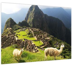 Kép - Lámák Machu Picchuban (70x50 cm)
