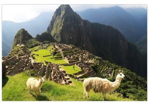 Kép - Lámák Machu Picchuban (90x60 cm)