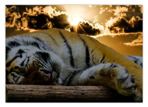 Alvó tigris képe (70x50 cm)