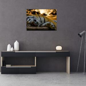 Alvó tigris képe (70x50 cm)