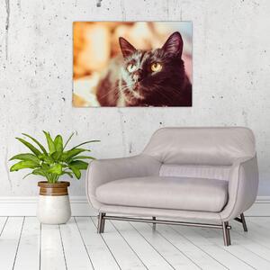 Fekete macska képe (70x50 cm)
