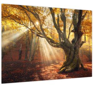 Kép - Őszi fény (70x50 cm)