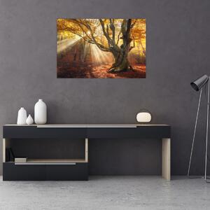 Kép - Őszi fény (90x60 cm)