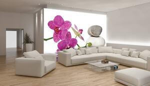 Fotótapéta - Orchideák (152,5x104 cm)