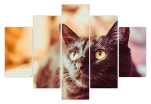 Fekete macska képe (150x105 cm)