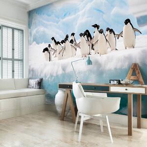 Fotótapéta - Pingvinek (152,5x104 cm)