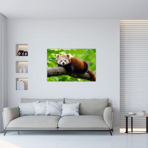 A vörös panda képe (90x60 cm)