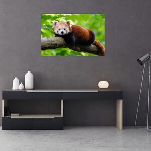 A vörös panda képe (90x60 cm)