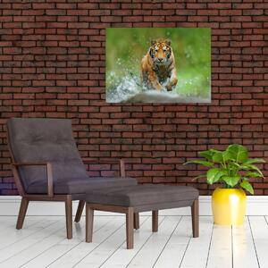 Kép - Futó tigris (70x50 cm)