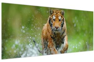Kép - Futó tigris (120x50 cm)