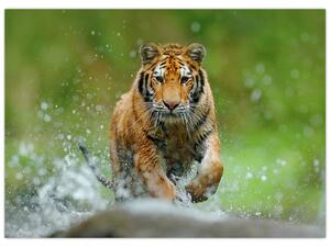 Kép - Futó tigris (70x50 cm)