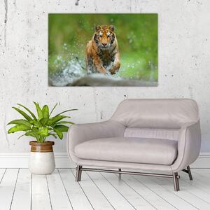 Kép - Futó tigris (90x60 cm)