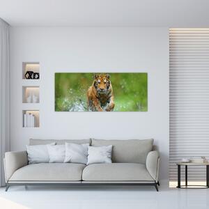 Kép - Futó tigris (120x50 cm)