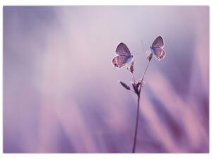 Kép - Lila pillangók (70x50 cm)